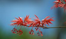 片片红枫，触动了我的心灵