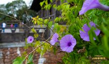 一丝甘醇沁心田