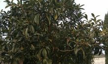 大院子里的枇杷树