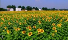 那株向日葵载着我的梦