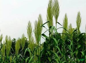 让时间永远活着