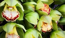 又是一年春节时