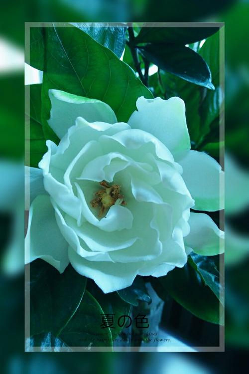 ia子花开，香气依旧
