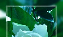 栀子花开，清香依然