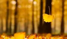 那盏灯牵动我的情思