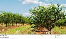 与樱桃树相处的日子