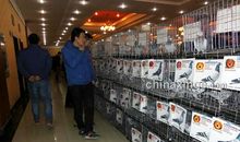 一次激烈的拍卖会