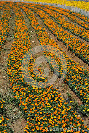 花田的来访朋友
