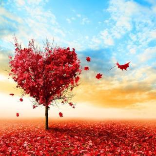 我爱美丽的金色菊花