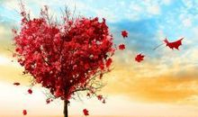 我爱美丽的金菊