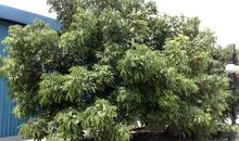 外婆家的龙眼树