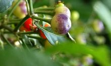 最后一滴水的遭遇