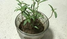 波斯菊观察日记