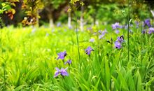 校园里的鸢尾花