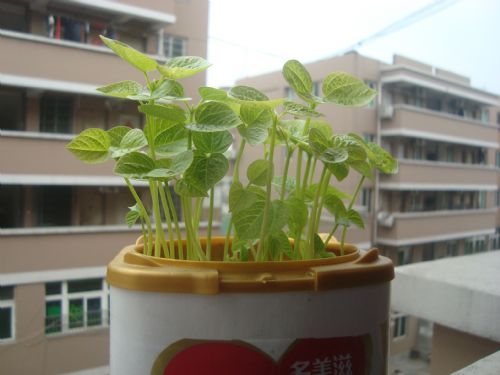 红豆生长观察日记