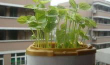 红豆成长观察日记