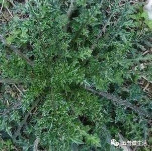 隐藏在树林中的珍贵回忆