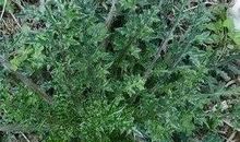 藏在小树林里的珍贵记忆