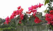 美丽的三角梅作文300字