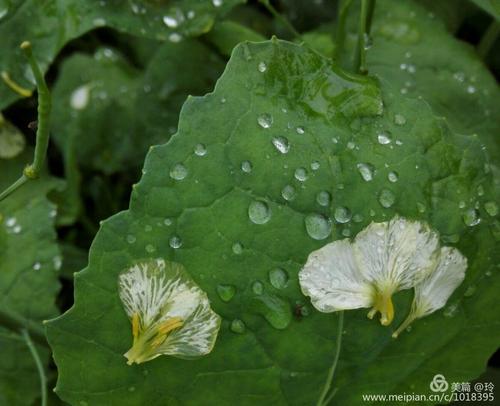 春雨