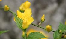 小黄花在我心中