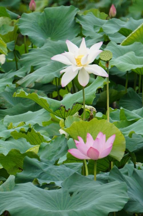 西湖莲花