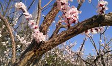 四季如画的家园