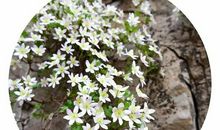 苔花如米小也学牡丹开