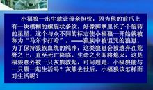 绝境狼王读后感