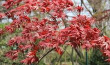 记忆中的那一抹红