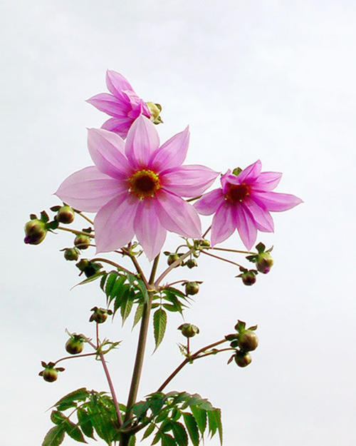 最美丽的花朵