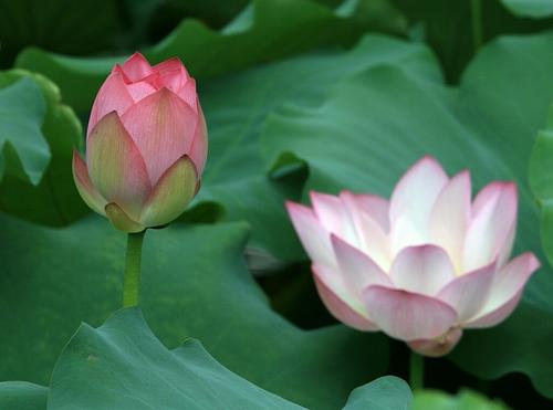 荷花池风光