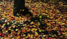 唯有落叶管别离