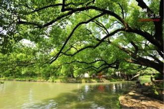 游览西溪湿地