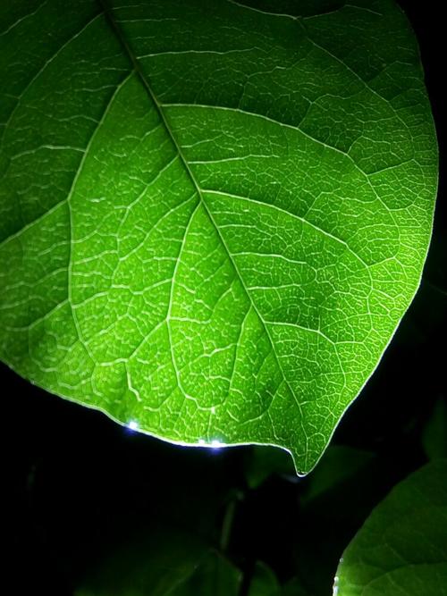 夜晚的植物