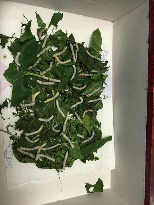蚕宝宝的成长日记