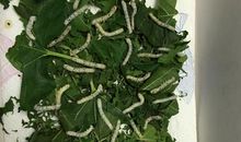 蚕宝宝的成长日记