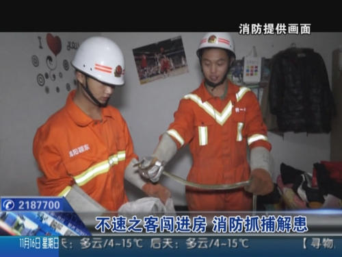 家里的“不速之客”