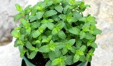 阳台上的含羞草