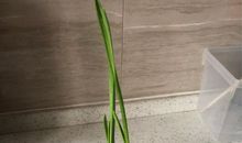 有趣的水培大蒜