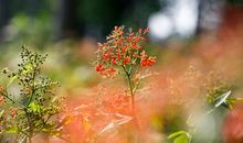 告诉你，我的秋天是什么味道的