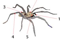 我发现了蜘蛛的秘密