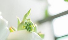 为生命增添一份绿意