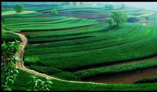 乡间田野的春天