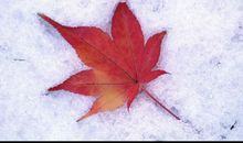 一片枫叶一片情