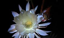 最美的风景—观昙花有感