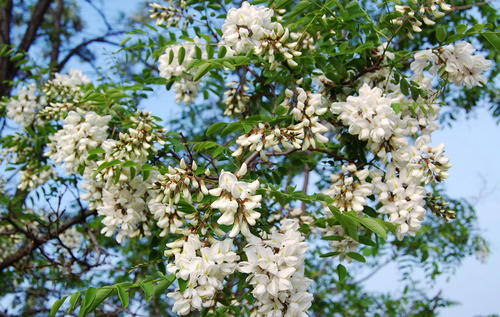 槐花