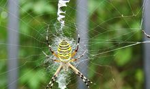 我是一只小蜘蛛