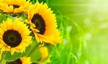 向日葵下的祖父