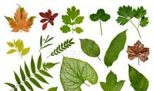 树叶与花草的故事